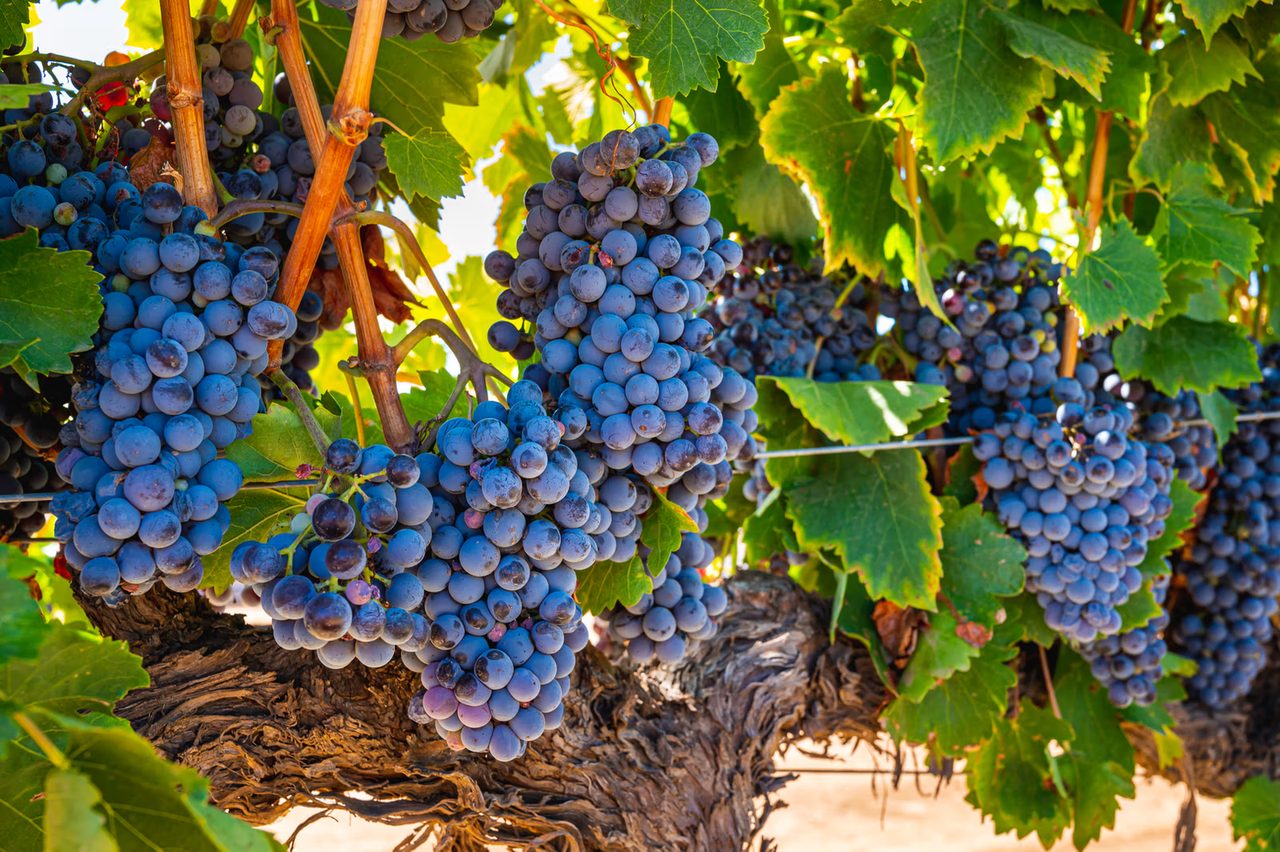 Ripe wine grapes on the vine
