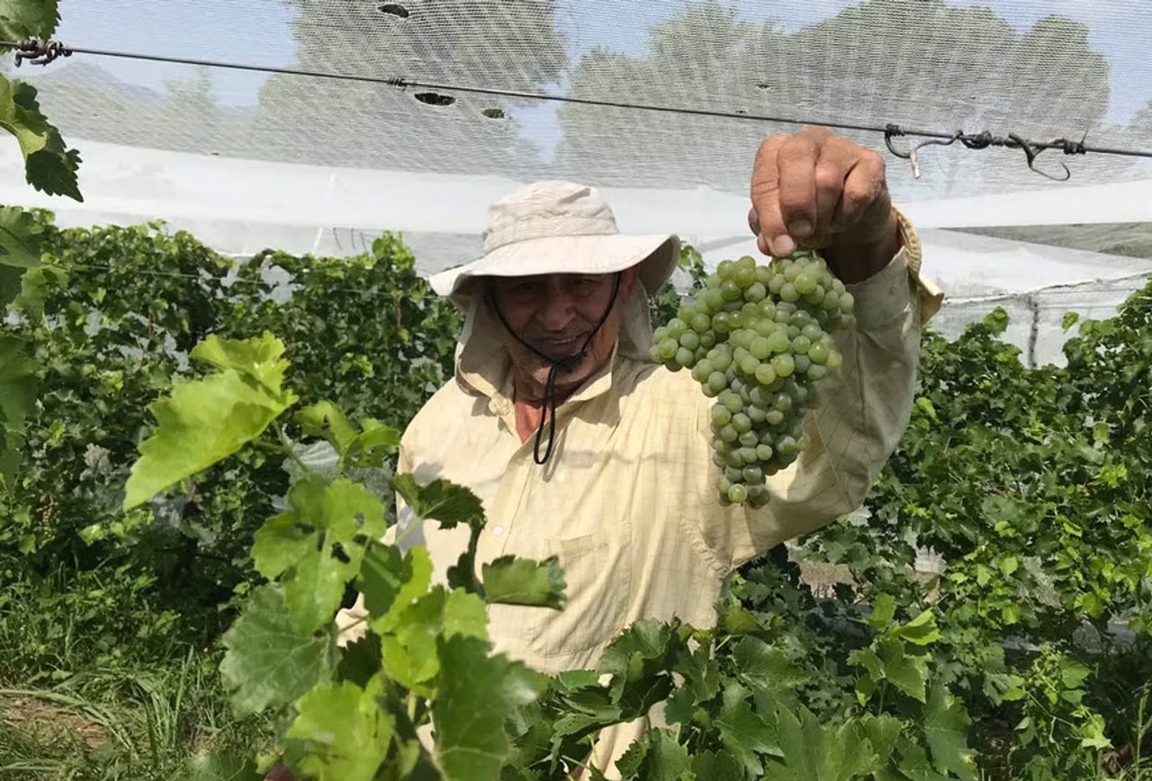 A grower holding up a bunch of grapes under the vineyard nets